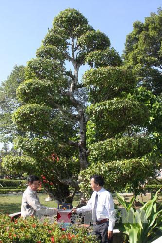 Cây Khế, cây Sộp tại Khu mộ cụ Nguyễn Sinh Sắc là cây Di sản ảnh 1